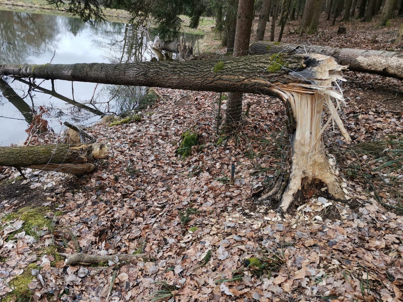 Biberschaden Ein umgefallener Baumstamm liegt am Ufer eines ruhigen Gewässers, umgeben von Laub.