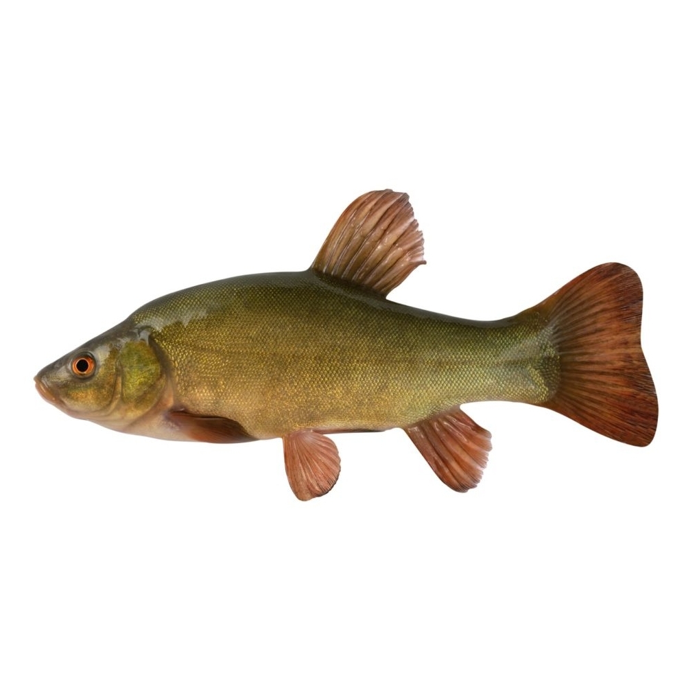 Schleie Grüner Fisch mit rotbraunen Flossen, seitlich betrachtet.