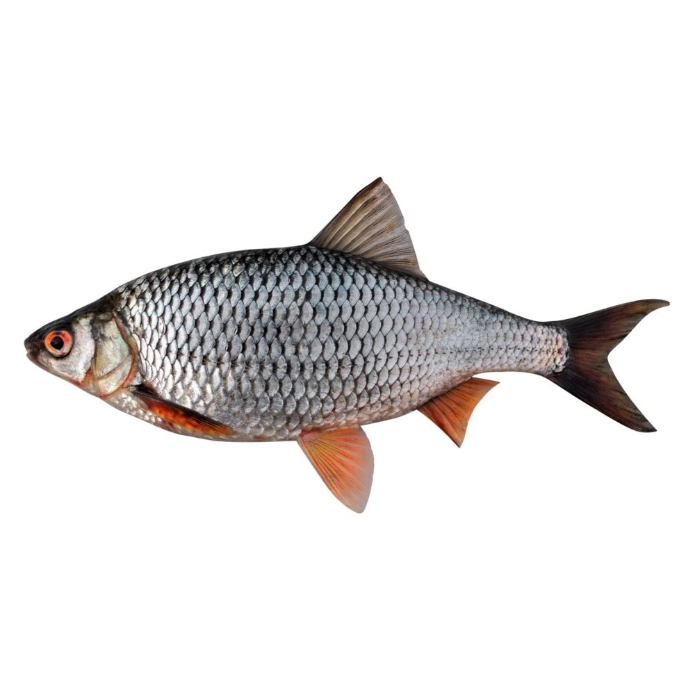 Rotauge Silberner Fisch mit rötlichen Flossen und schuppigem Körper, seitlich abgebildet.