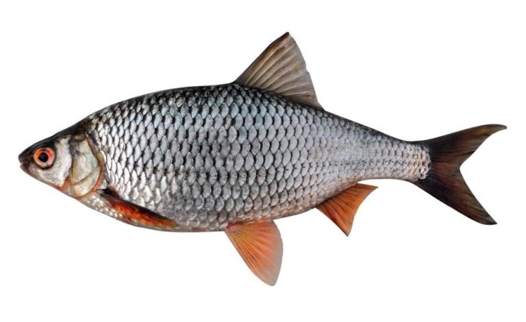 JAGSTIE Abgebildeter Fisch mit schuppenartiger Haut und roten Flossen.