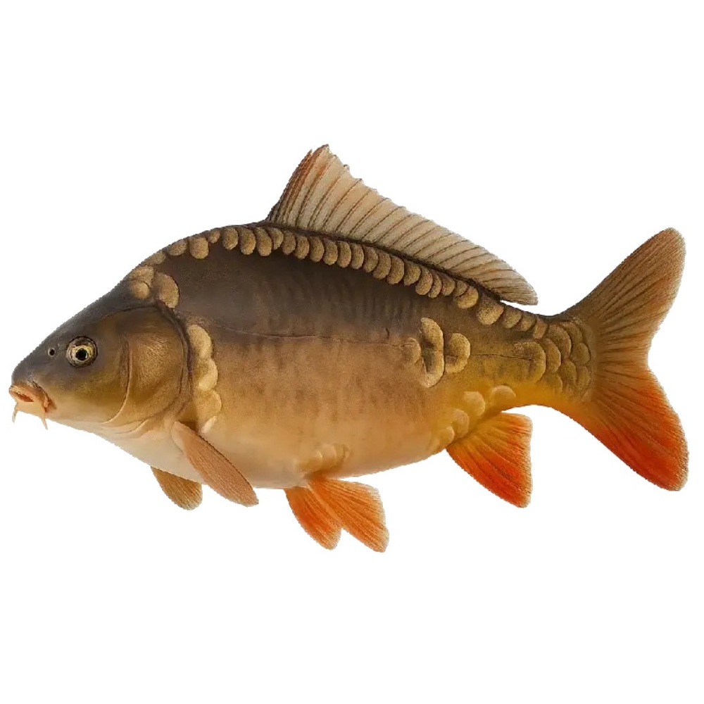 Karpfen Ein brauner Karpfen mit orangefarbenen Schwanz und Flossen schwimmt seitlich.