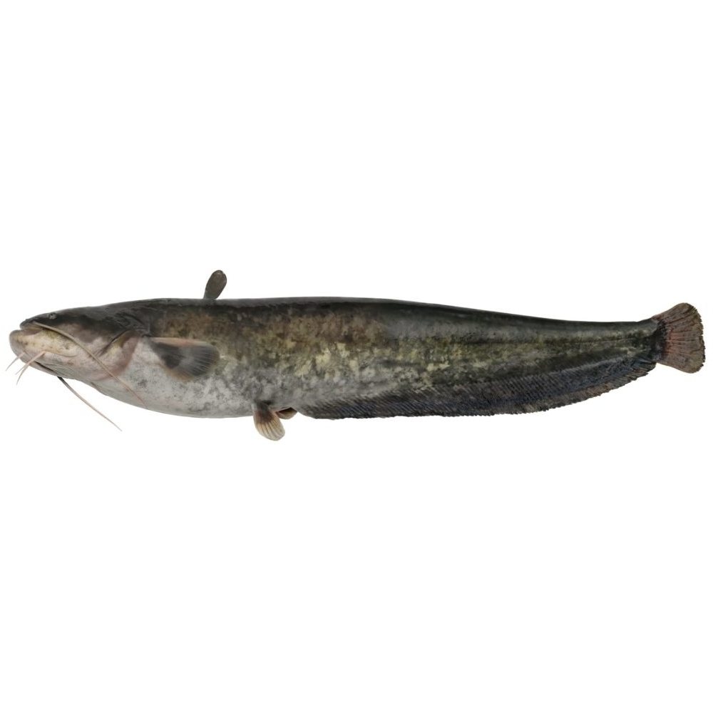 Wels Ein langer, schmaler Wels mit dunkler Schuppenfarbe und Barteln.