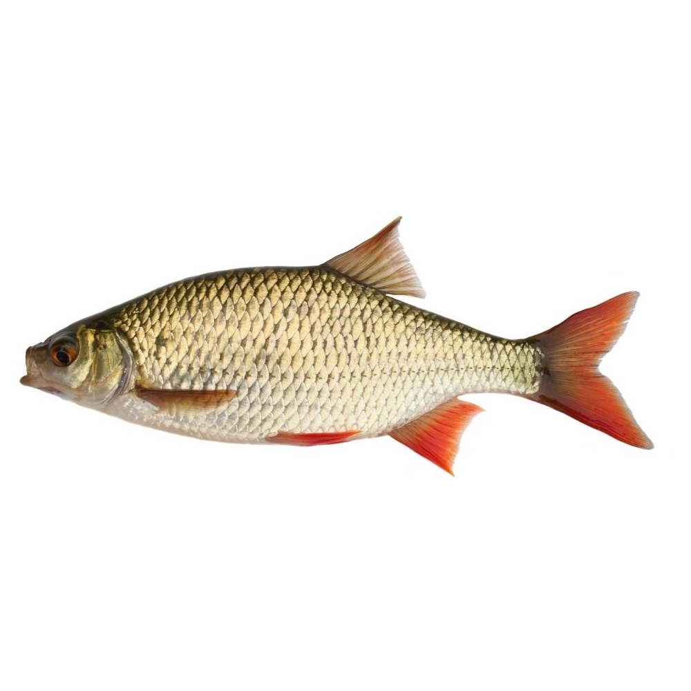 Rotfeder Silberner Fisch mit roten Flossen, mit schuppenbedecktem Körper und spitzem Kopf.