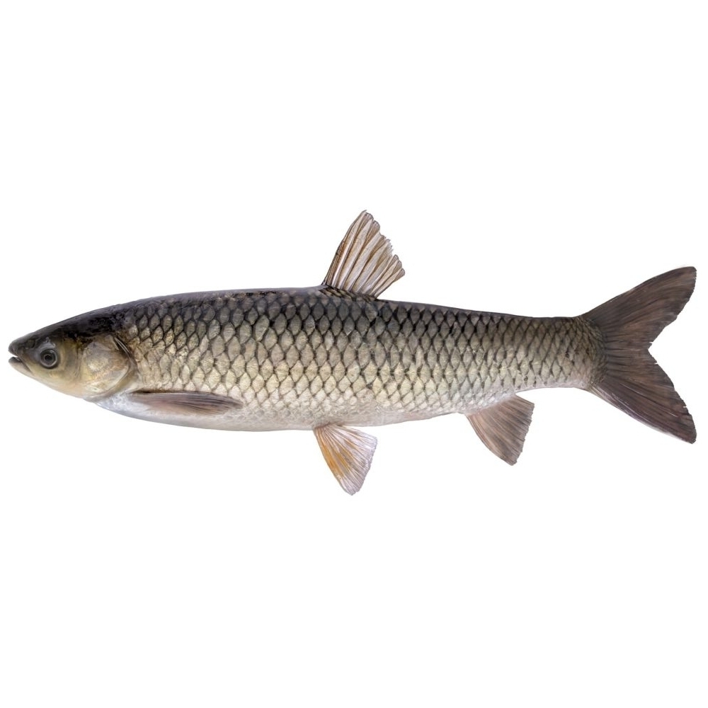 Döbel Grauer Fisch mit schuppigem Körper und abgerundeter Schwanzflosse.