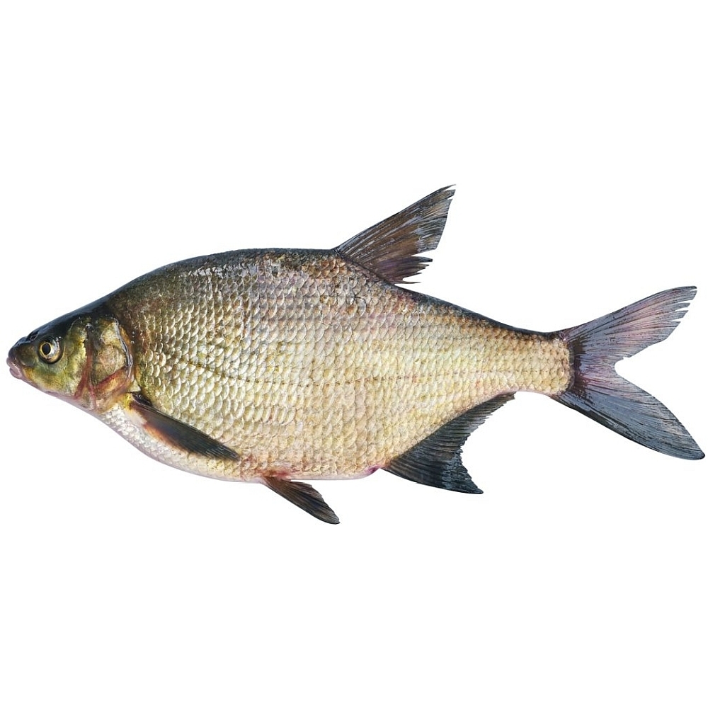 Brachse Brachsenfisch mit silbrigem Körper und leicht rötlichen Flossen.