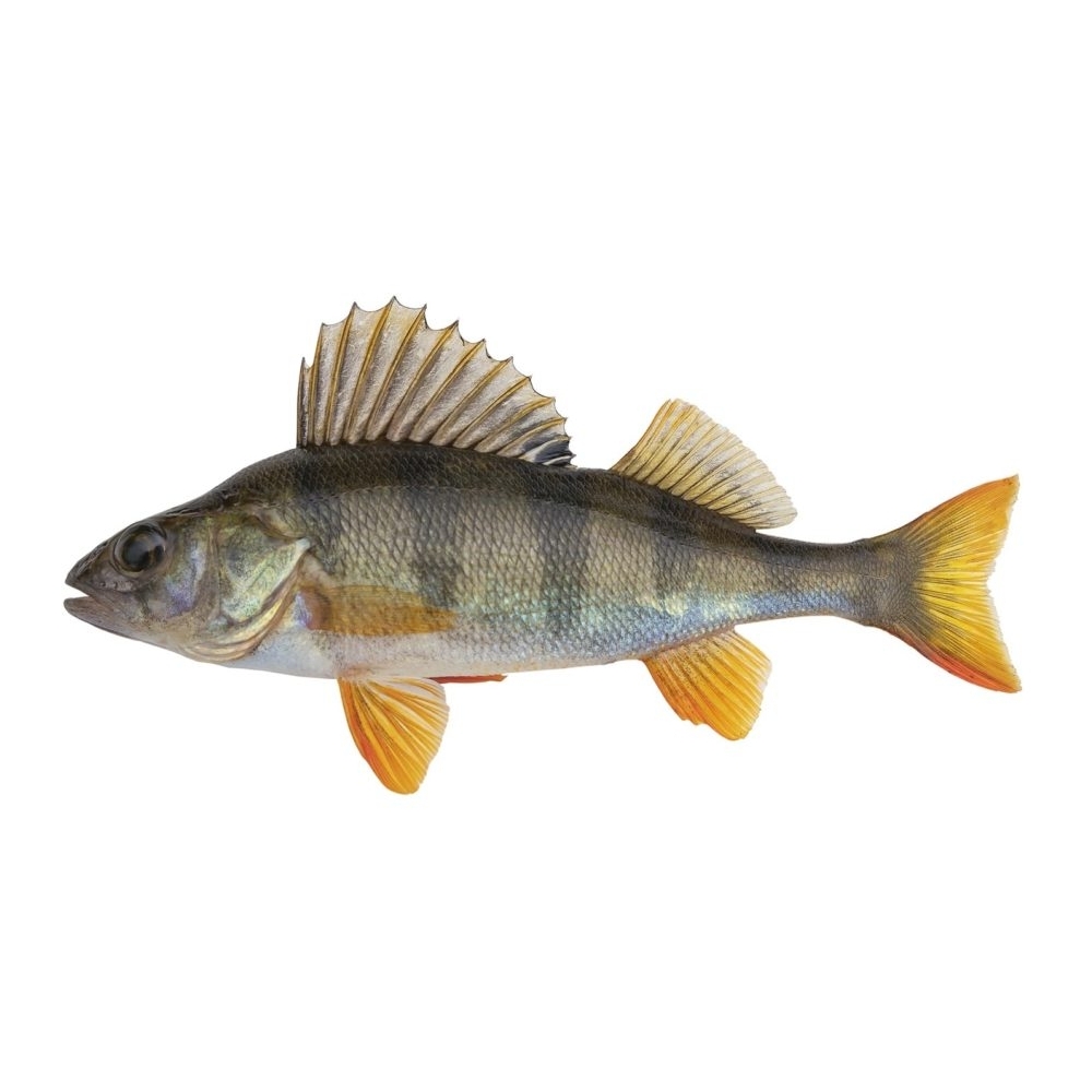 Flussbarsch Barsch mit graugrüner Haut und orangefarbenen Flossen, seitlich präsentiert.