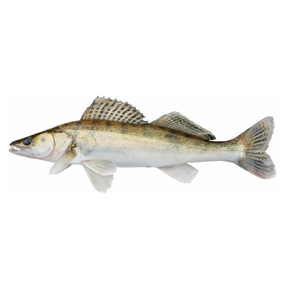Zander Ein schlanker, silberner Zander mit dorsalem Rücken und spitzen Flossen.