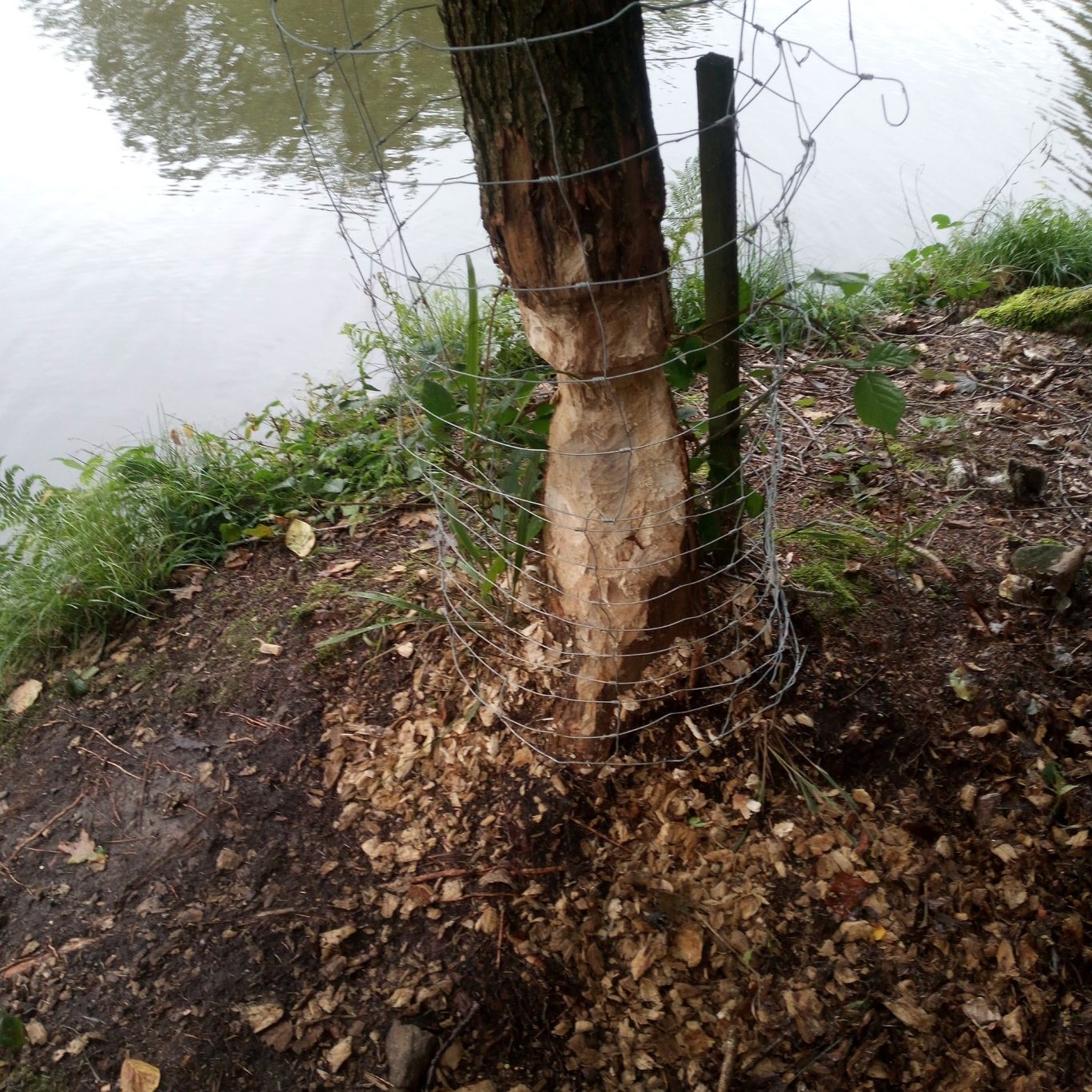 Biberschutz Ein Baumstamm mit Bissspuren, umgeben von Wasser und Gras.
