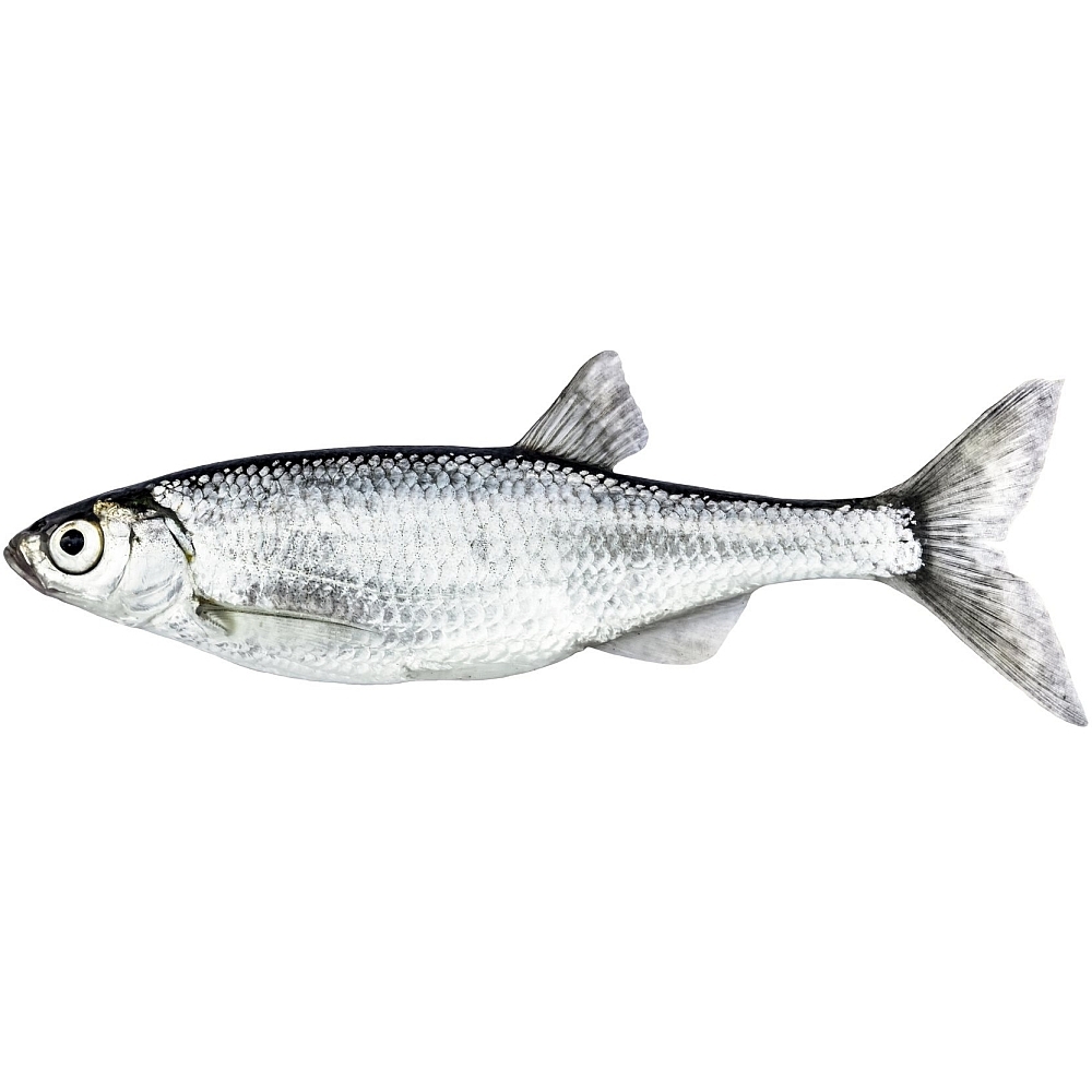 Ukelei Silberner Fisch mit schmalem Körper und auffälliger Augenpartie.