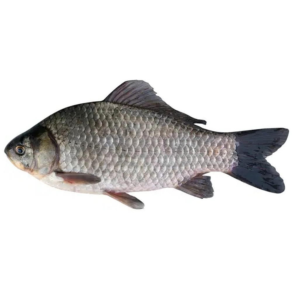 Giebel Giebelfisch mit silbrigem Körper und dunkler Schwanzflosse, auf weißem Hintergrund.