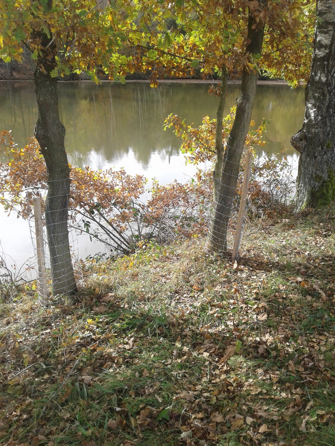 Biberbegrenzung Zwei Bäume am Ufer eines ruhigen Sees umgeben von herbstlichen Blättern.