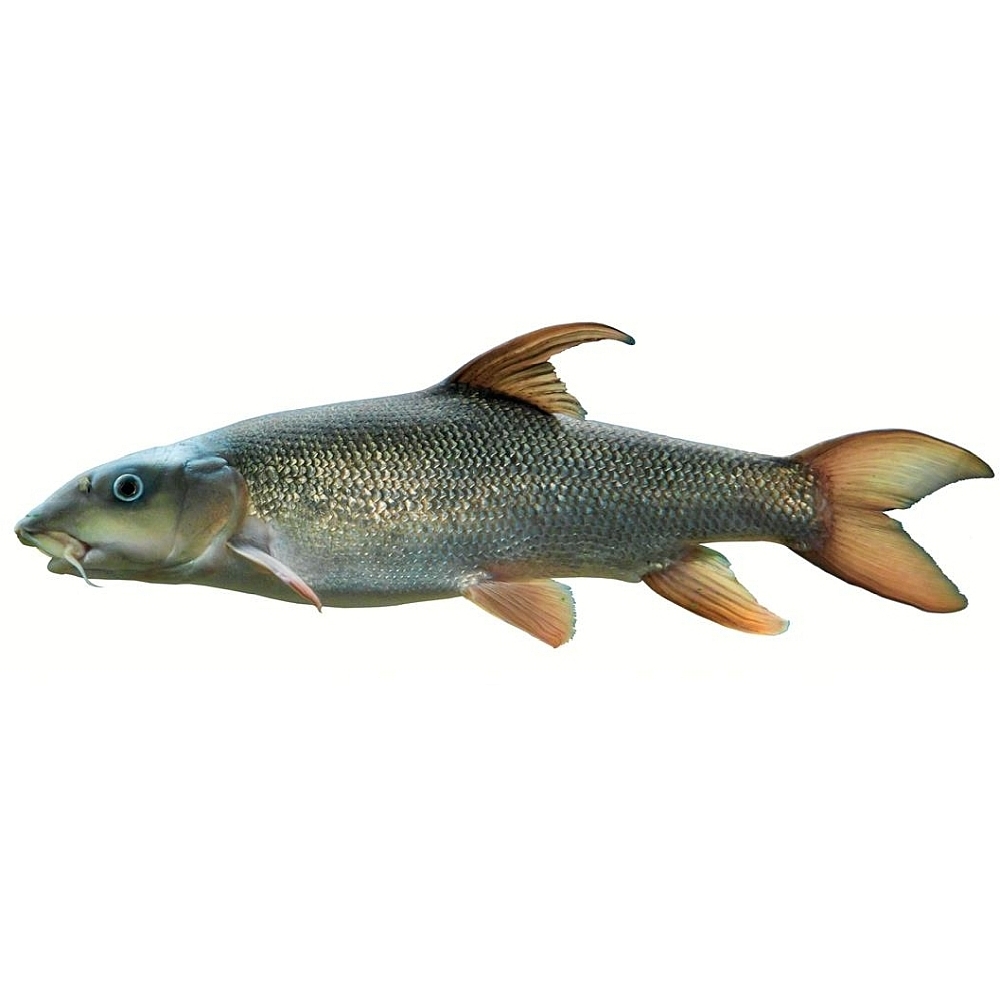 Barbe Ein silberner Fisch mit rötlichen Flossen, länglich und stromlinienförmig.