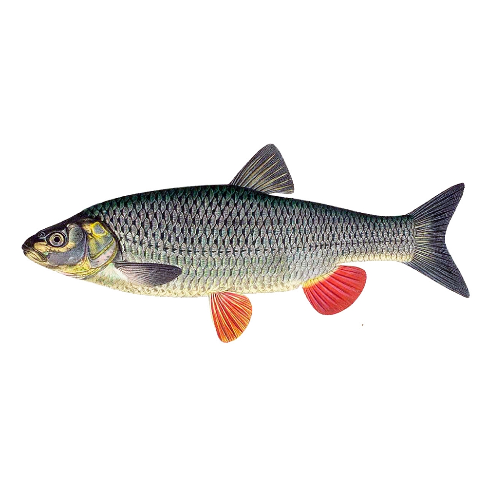 Döbel Grauer Fisch mit schuppigem Körper und abgerundeter Schwanzflosse.